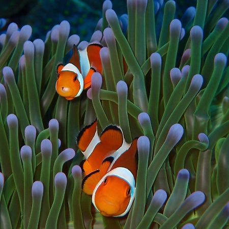 阿拉米度假村、餐厅和潜水中心 艾湄湾 外观 照片