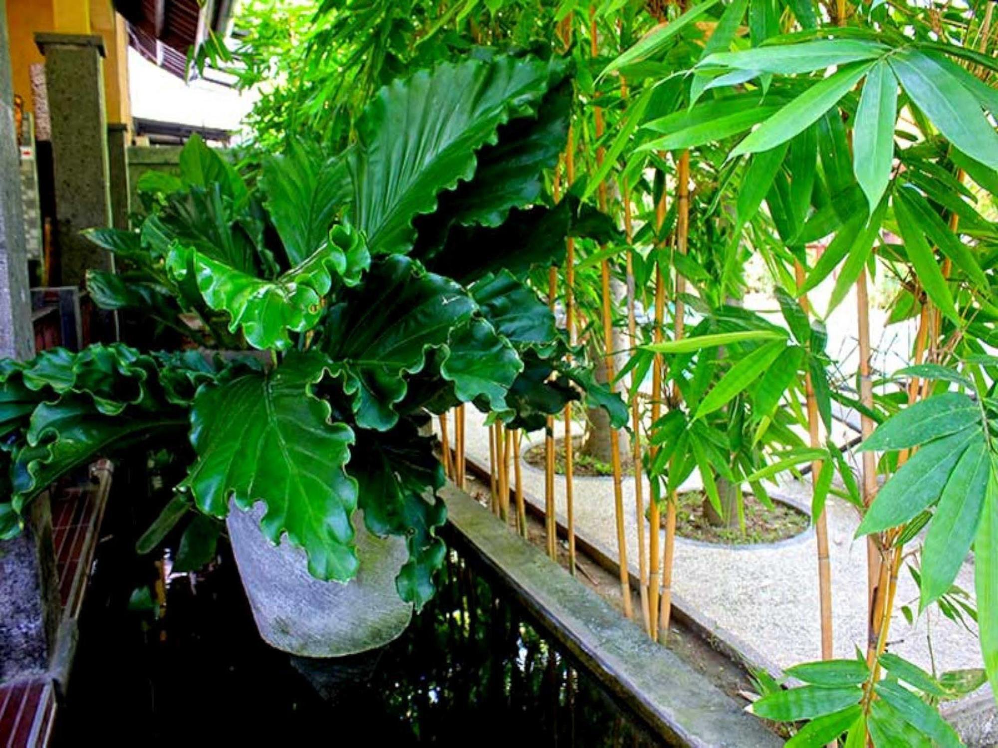 阿拉米度假村、餐厅和潜水中心 艾湄湾 外观 照片
